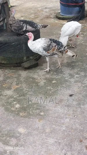 টার্কি মোরগ-মুরগী বিক্রি হবে