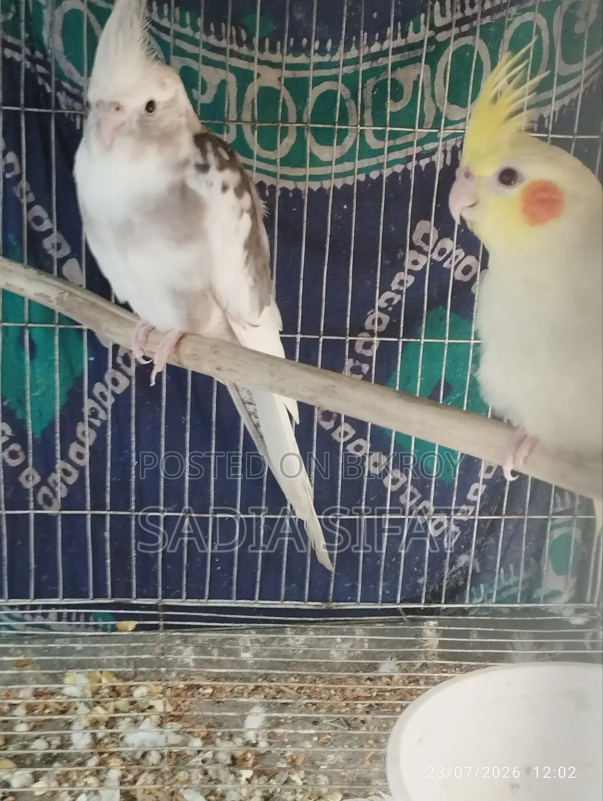 ককটেল পাখি
