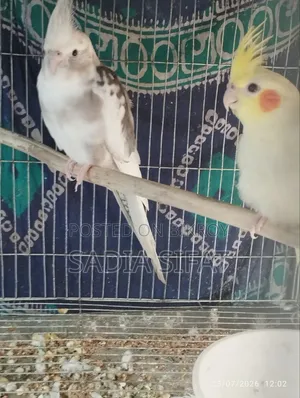 ককটেল পাখি