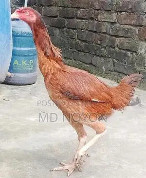 ১০০% পিওর লাল আসল মুরগি (Pure Asil Murgi) বিক্রয় হবে