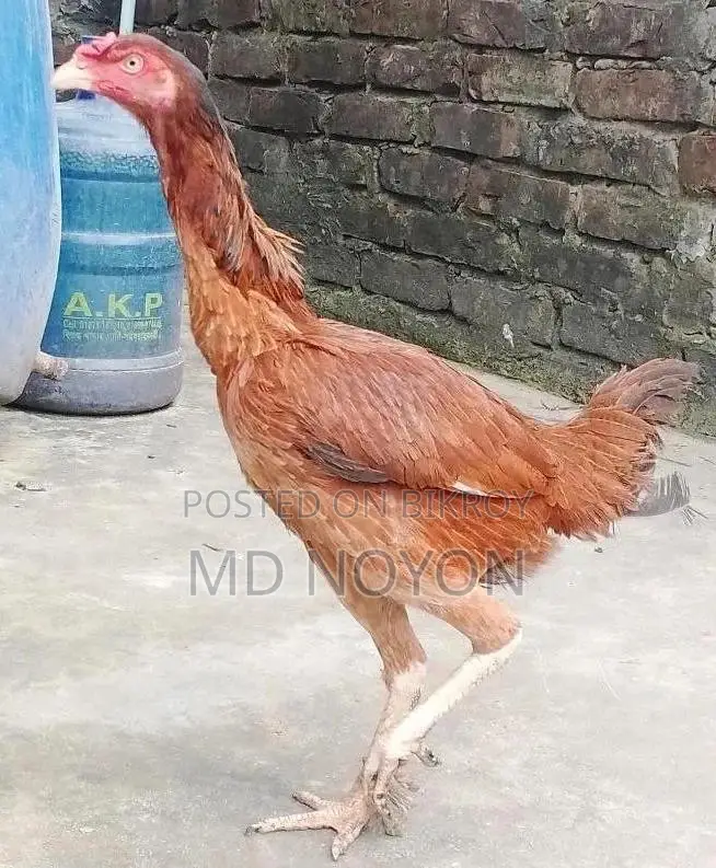১০০% পিওর লাল আসল মুরগি (Pure Asil Murgi) বিক্রয় হবে