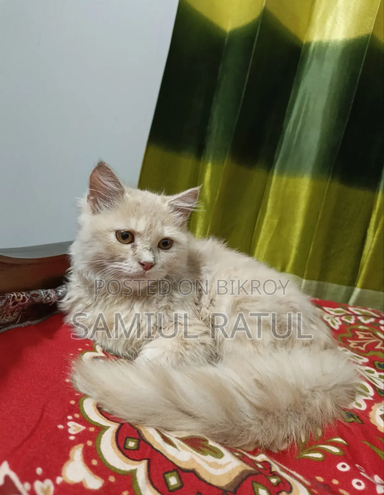 ১+ বছরের পুরুষ পিওরব্রেড পার্সিয়ান
