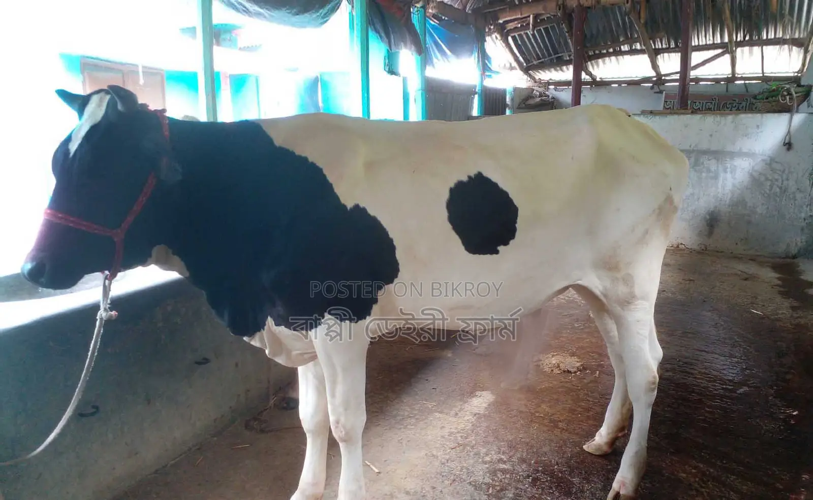 Heifer cow no. 1476 will be sold.
