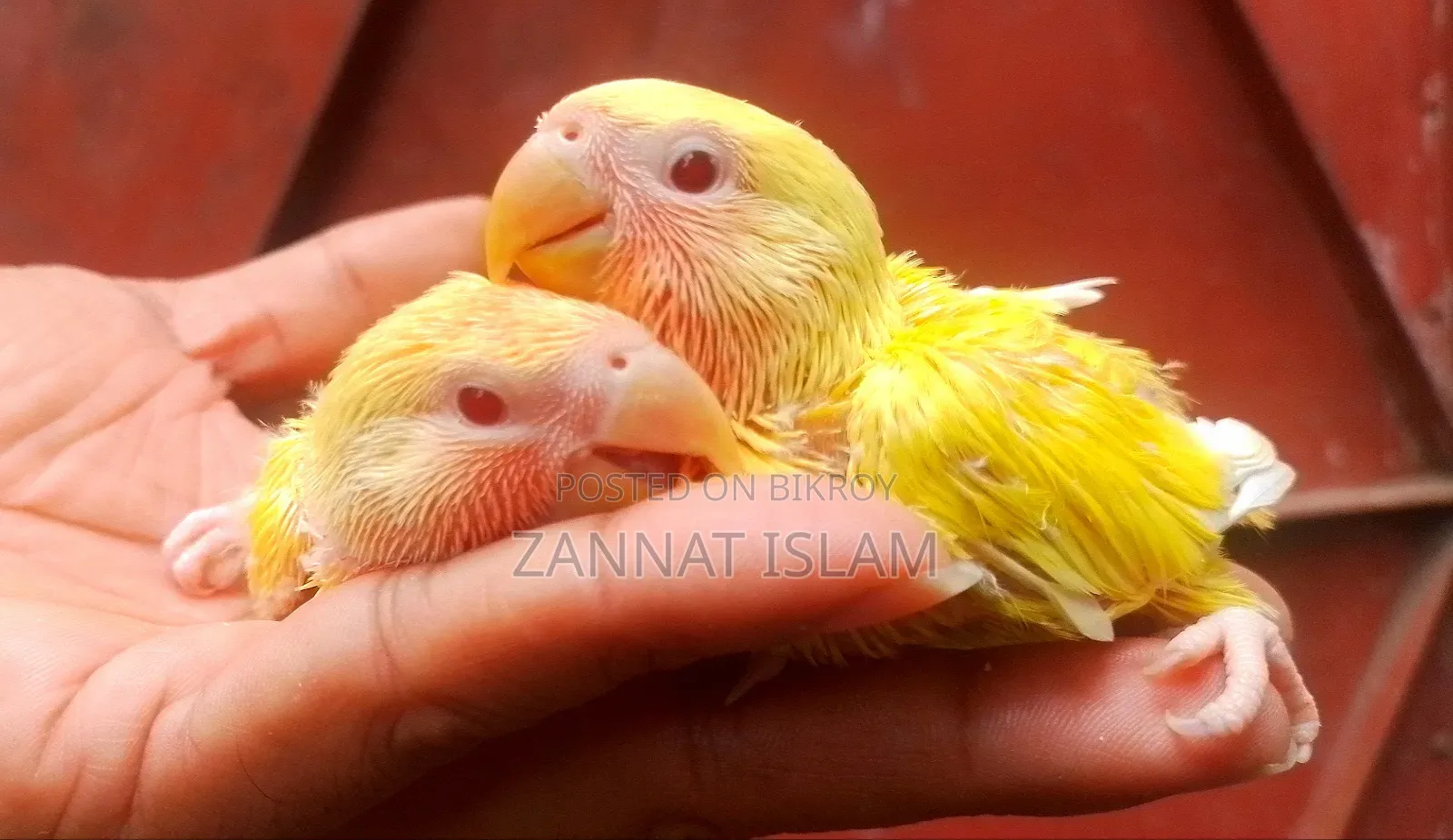Lutino Love Bird