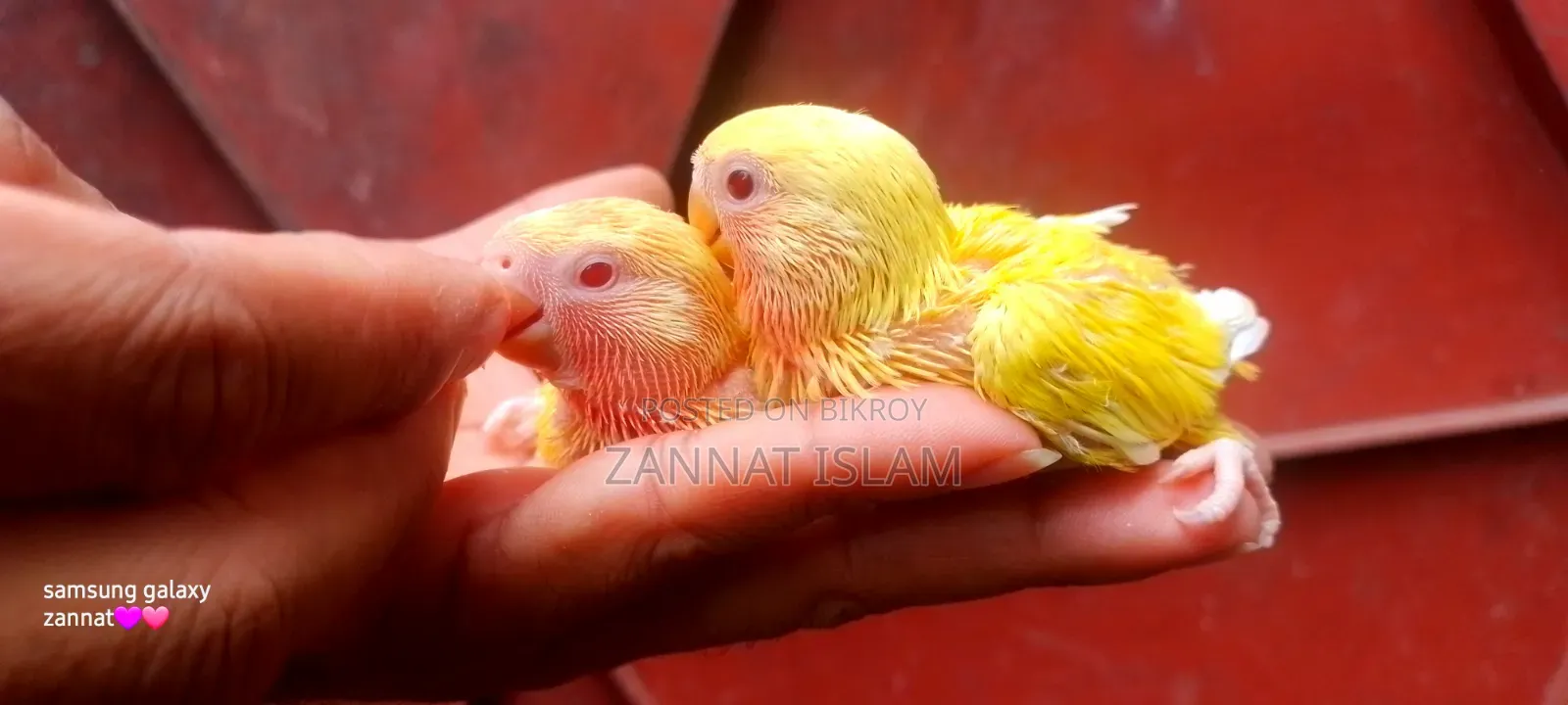 Lutino Love Bird