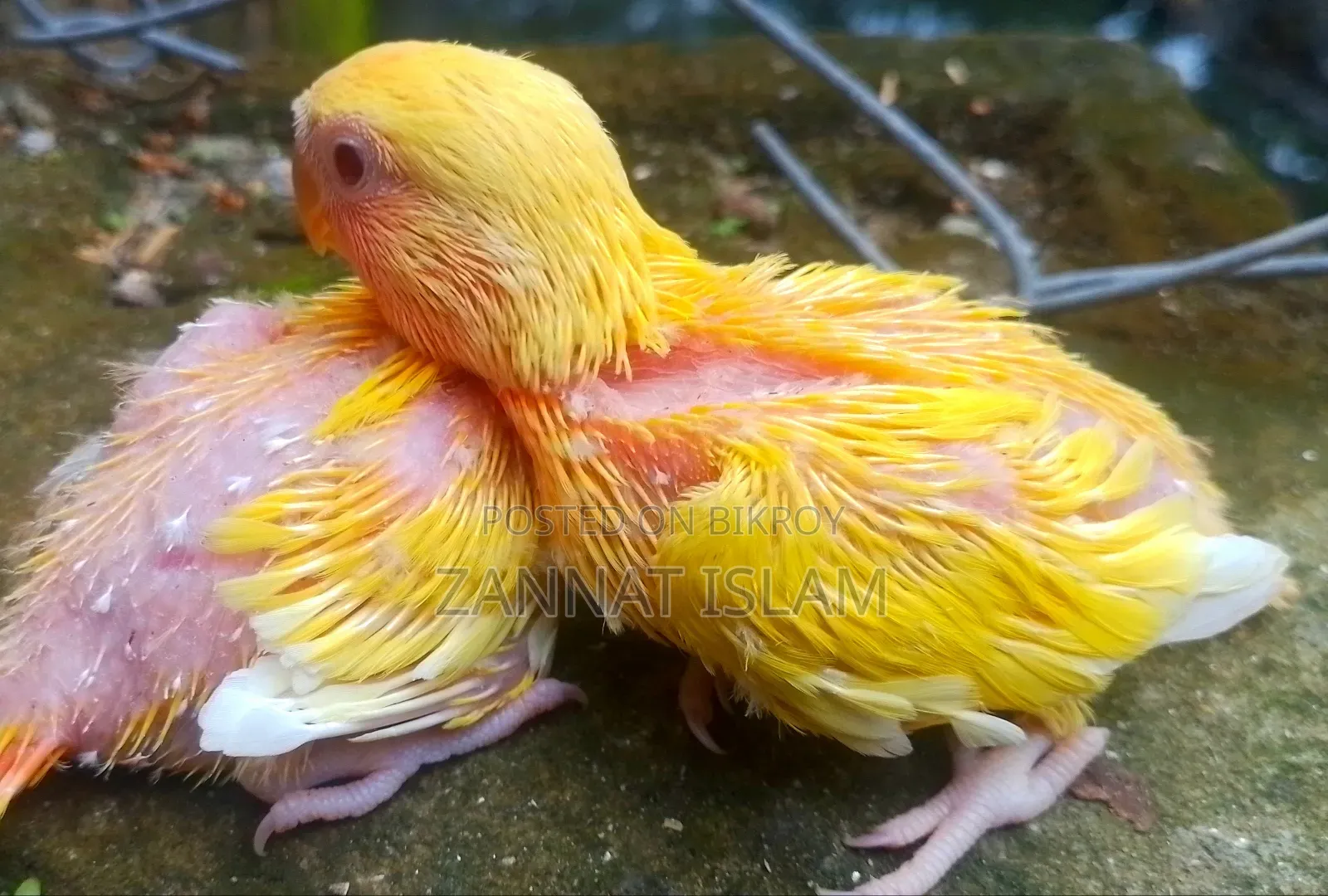 Lutino Love Bird