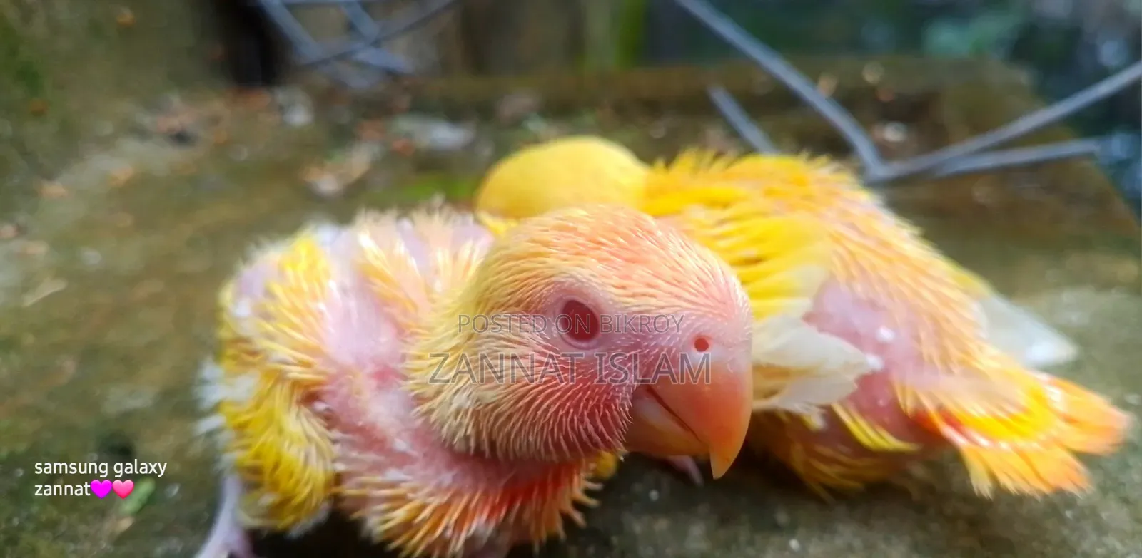 Lutino Love Bird