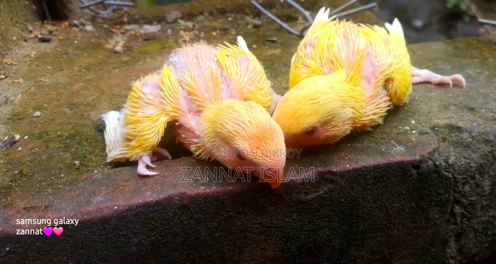 Lutino Love Bird