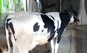 ১৪৭৭ নং গাভী গরু বিক্রয় হবে ।