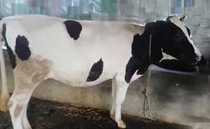 Good breed heifer cow no. 1478.