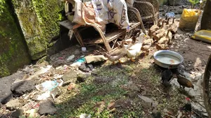 Desi ducks for sale, 10 pieces, egg-laying ducks.