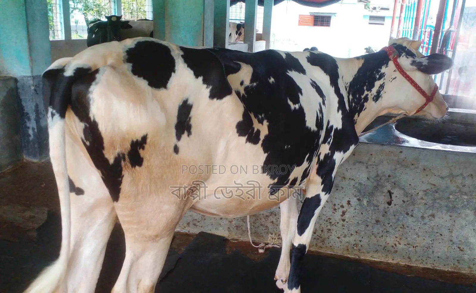 Improved breed heifer for sale no. 1479.
