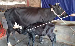 Dairy Cow No. 1480 for Sale