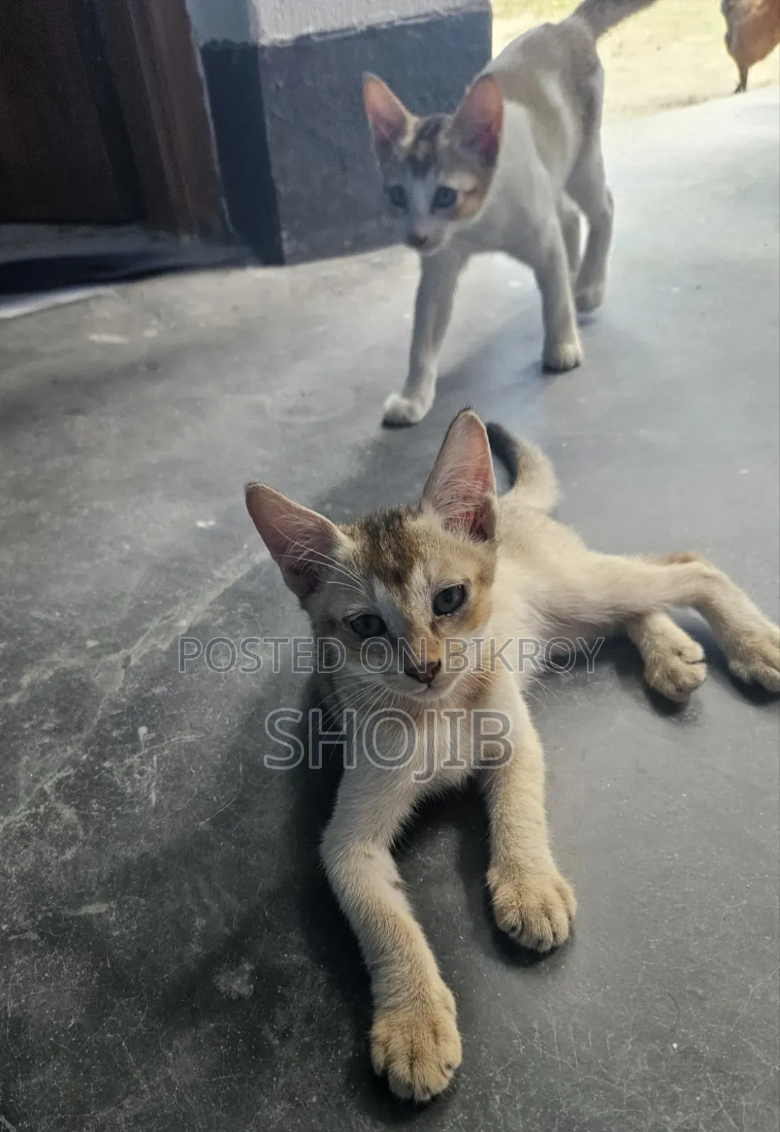 ১-৩ মাসের খাঁটি বেঙ্গল বিড়ালের বাচ্চা
