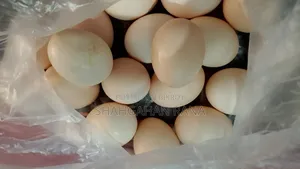 Local Chicken Breeding Eggs