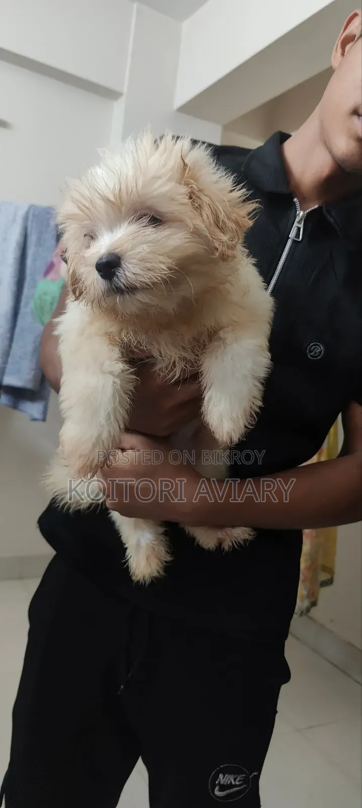 1-3 Months Male Purebred Lhasa Apso