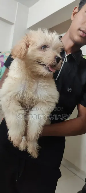1-3 Months Male Purebred Lhasa Apso