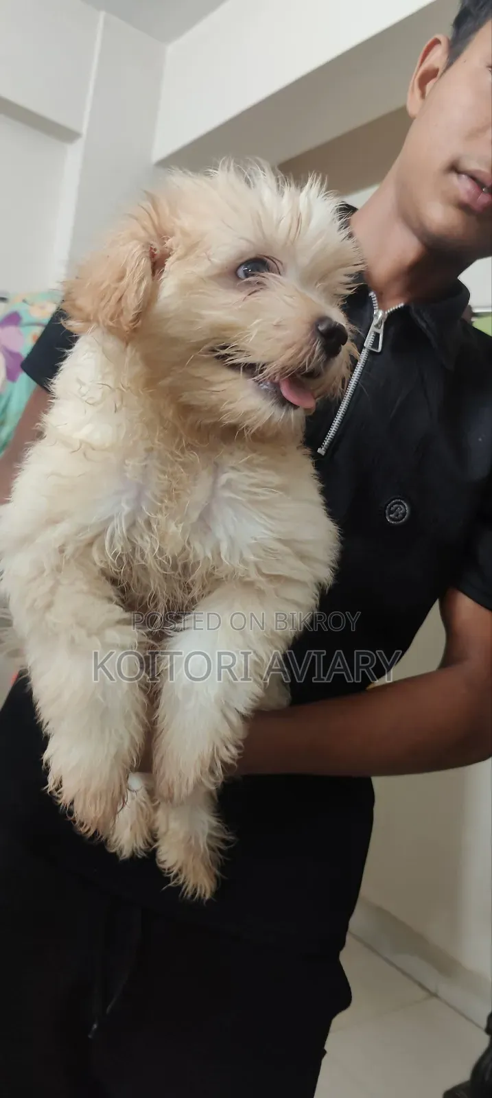 1-3 Months Male Purebred Lhasa Apso