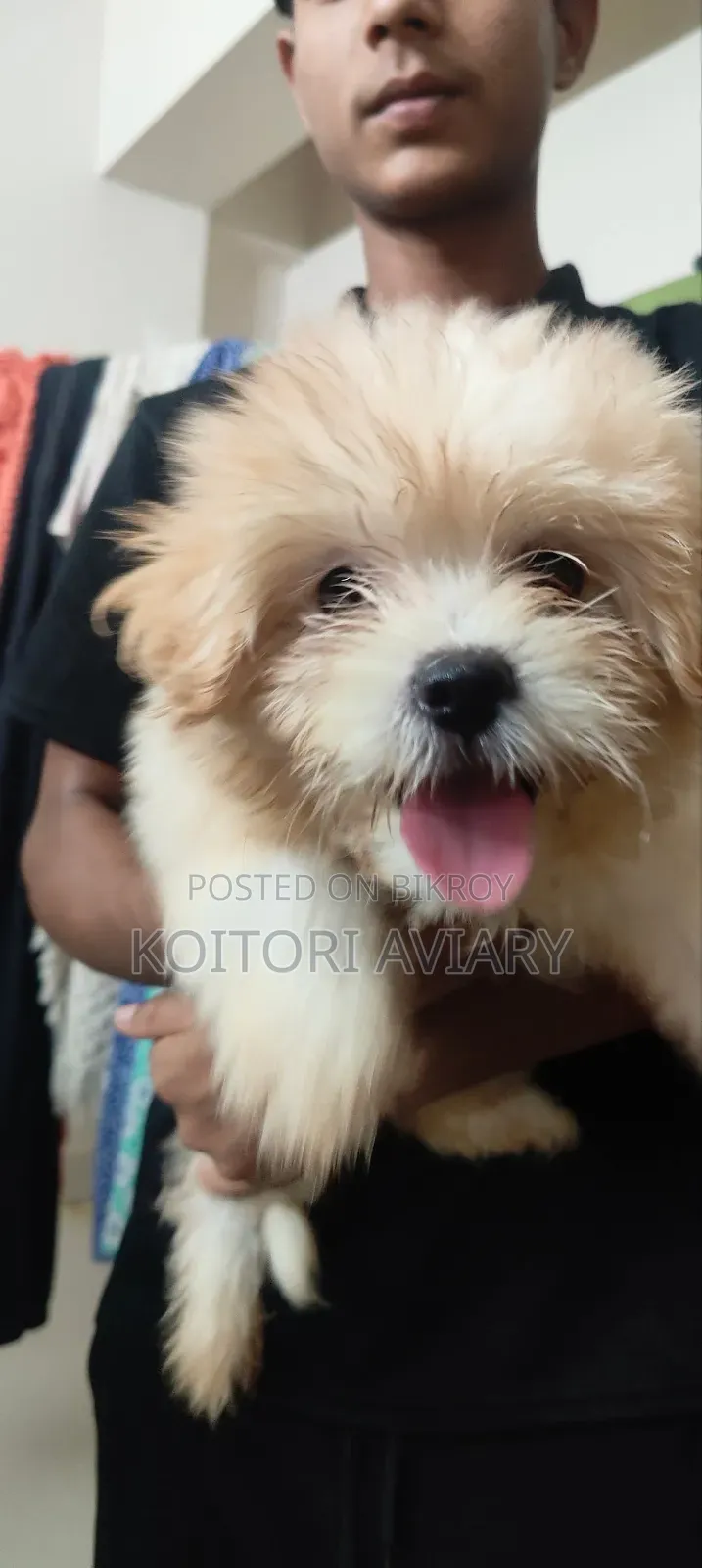 1-3 Months Male Purebred Lhasa Apso