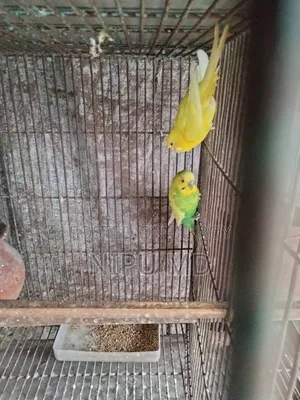 ডিম বাচ্চা করা বাজরিগা পাখি