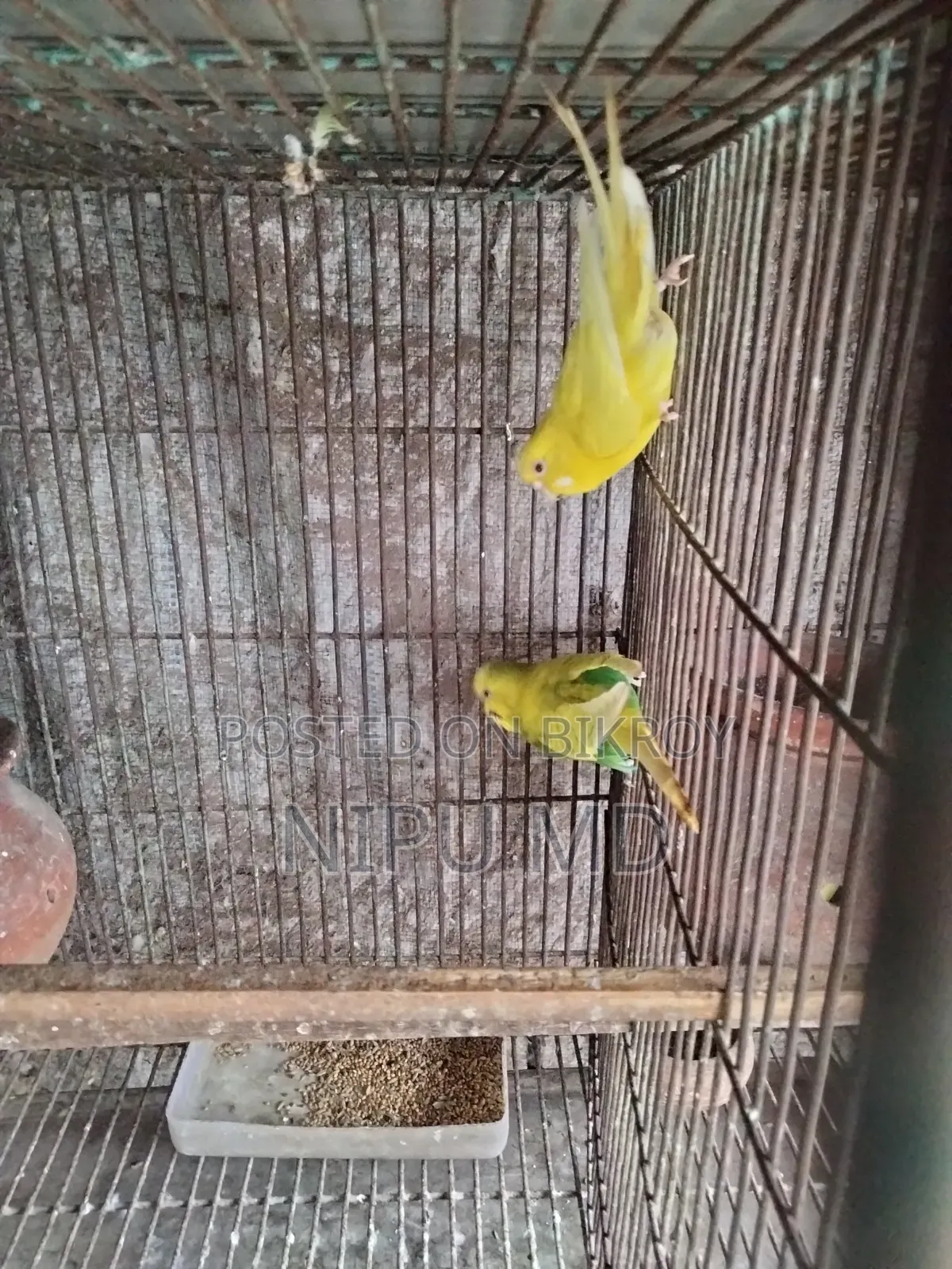 ডিম বাচ্চা করা বাজরিগা পাখি