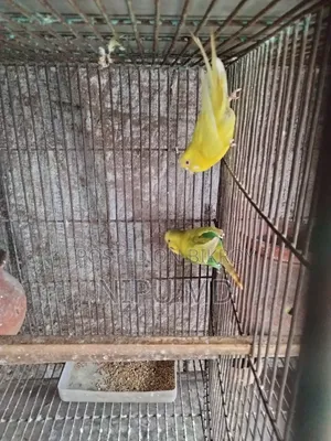 ডিম বাচ্চা করা বাজরিগা পাখি