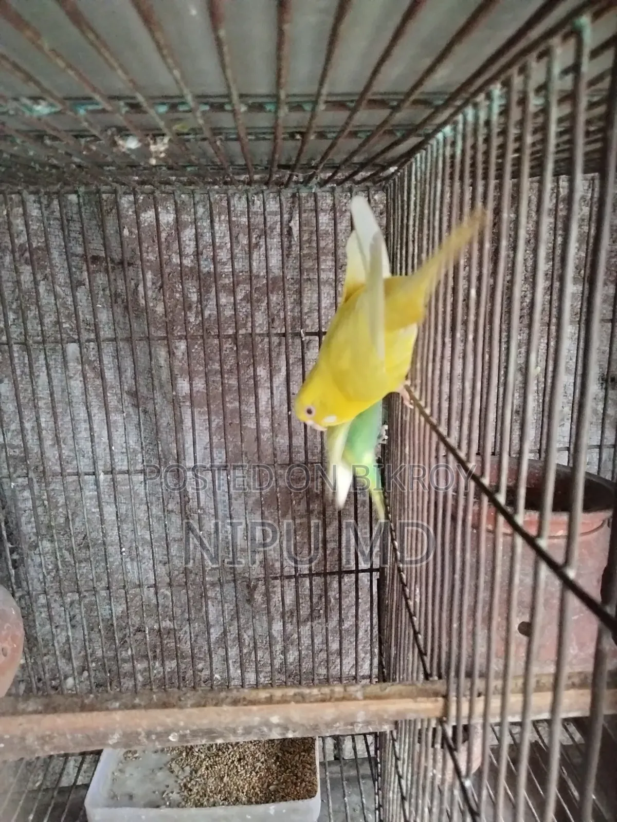 ডিম বাচ্চা করা বাজরিগা পাখি