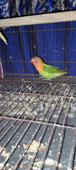 Lovebird baby can eat by itself