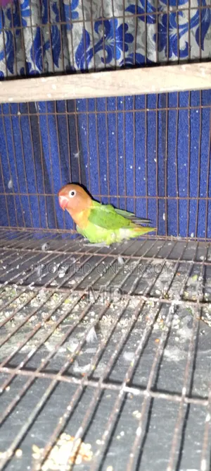 Lovebird baby can eat by itself