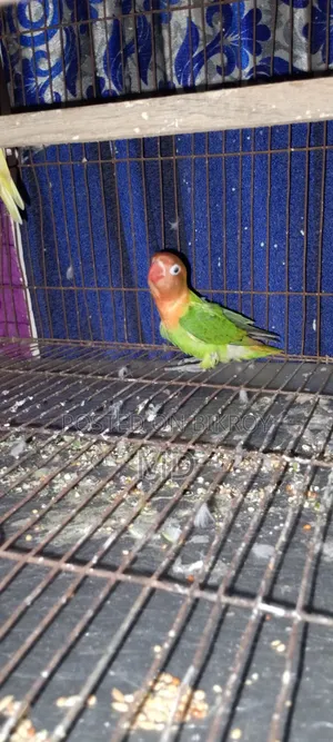 Lovebird baby can eat by itself