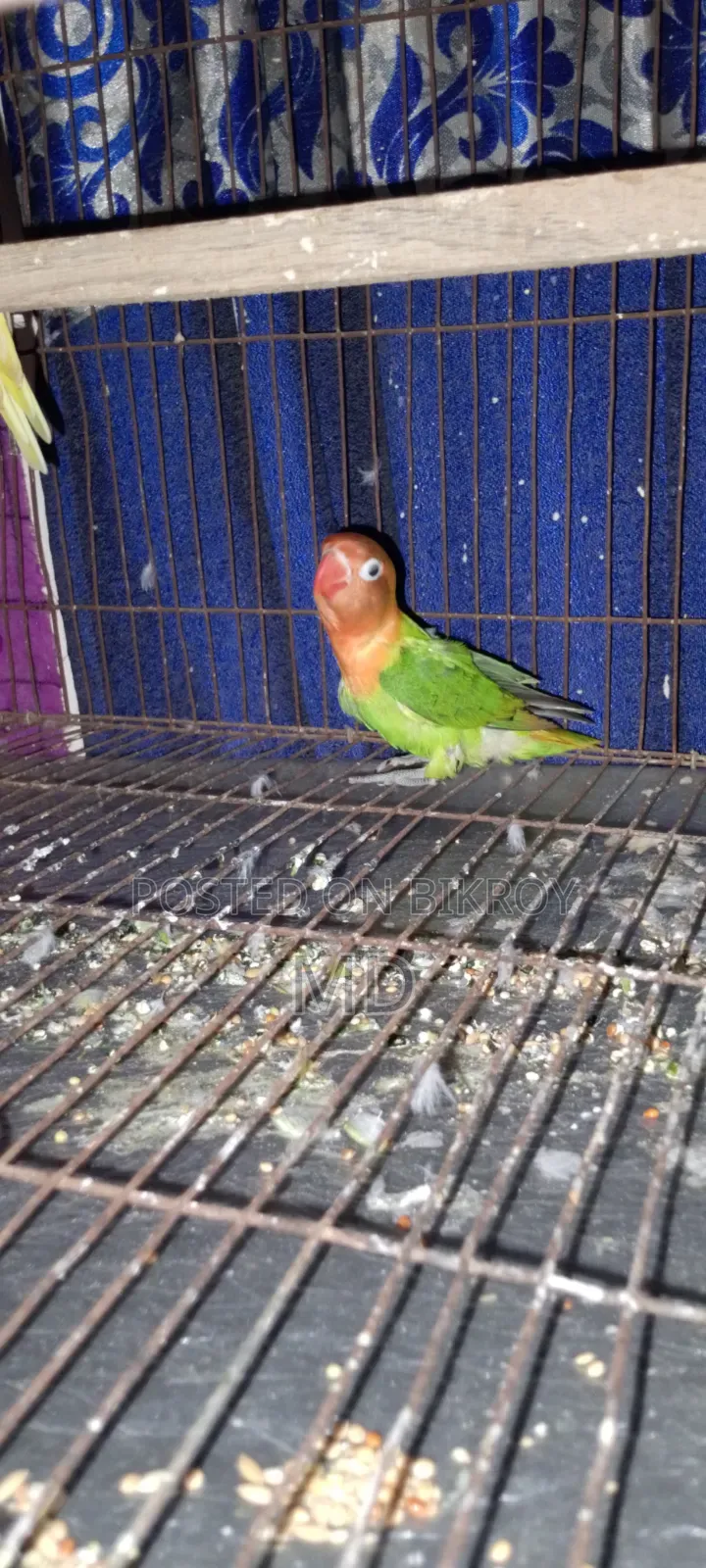 Lovebird baby can eat by itself