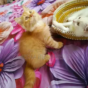1-3 Months Female Purebred Persian Cat