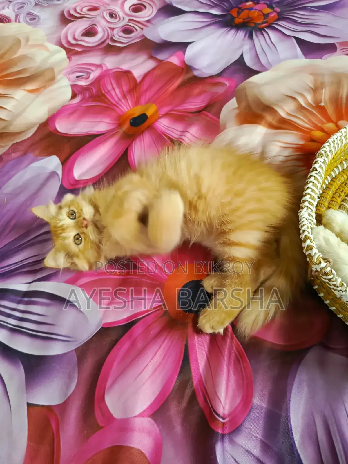 1-3 Months Female Purebred Persian