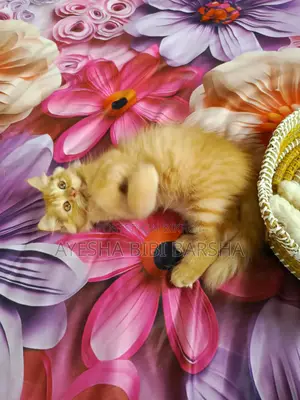 1-3 Months Female Purebred Persian Cat