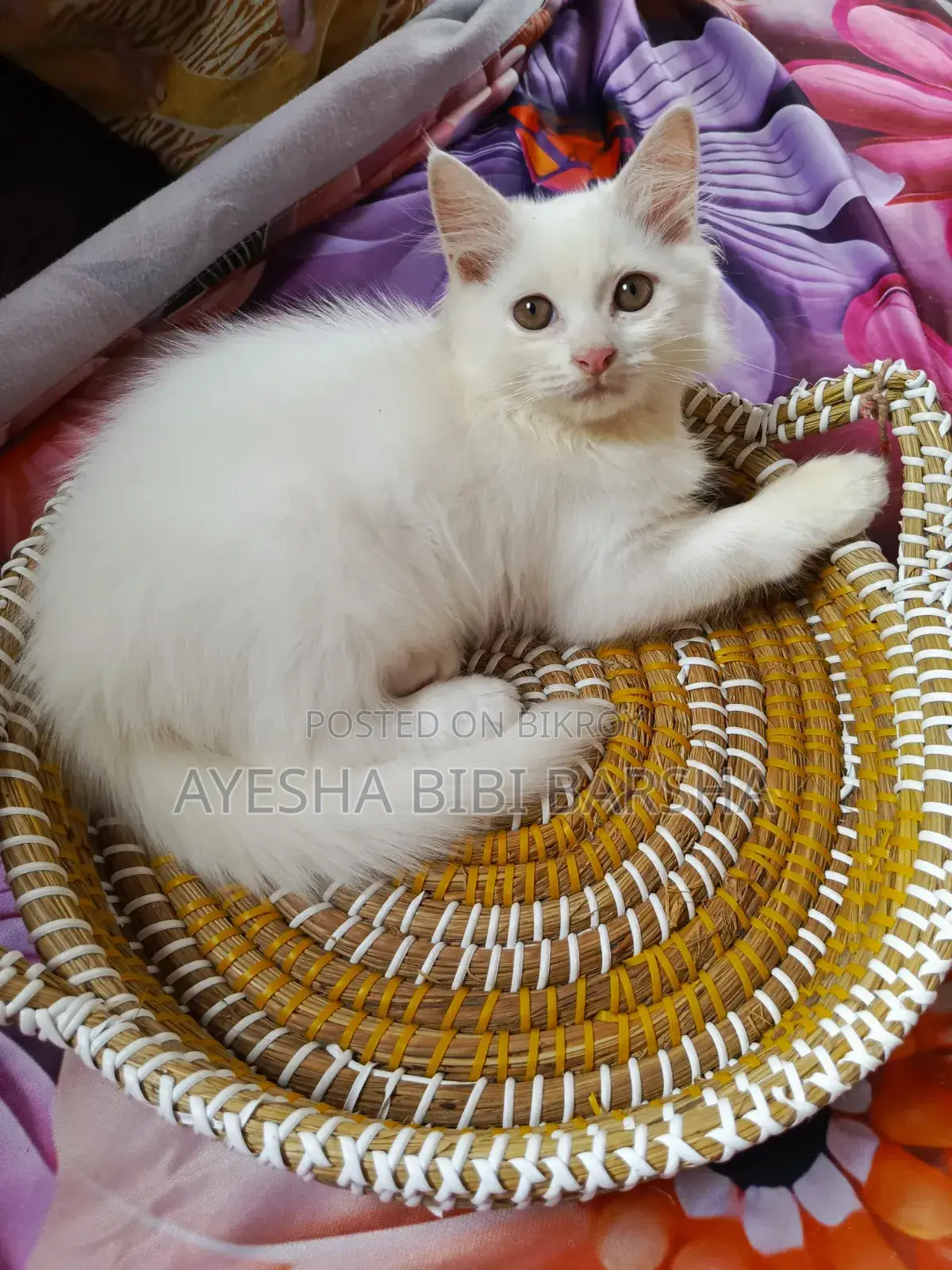 ১-৩ মাস বয়সী পুরুষ খাঁটি পার্সিয়ান
