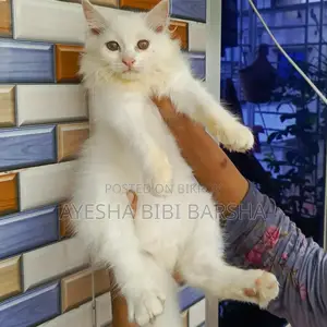 ১-৩ মাস বয়সী পুরুষ খাঁটি পার্সিয়ান
