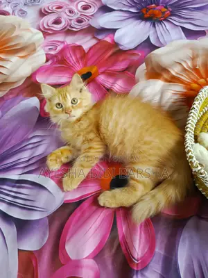 1-3 Months Female Purebred Persian