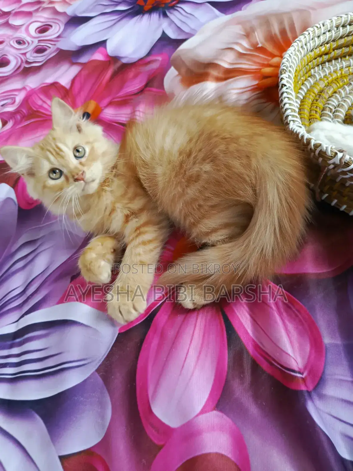 1-3 Months Female Purebred Persian