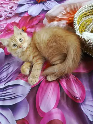 1-3 Months Female Purebred Persian