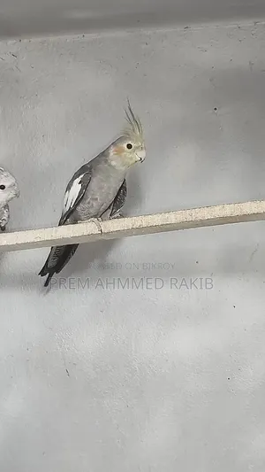 Cockatiel Bird