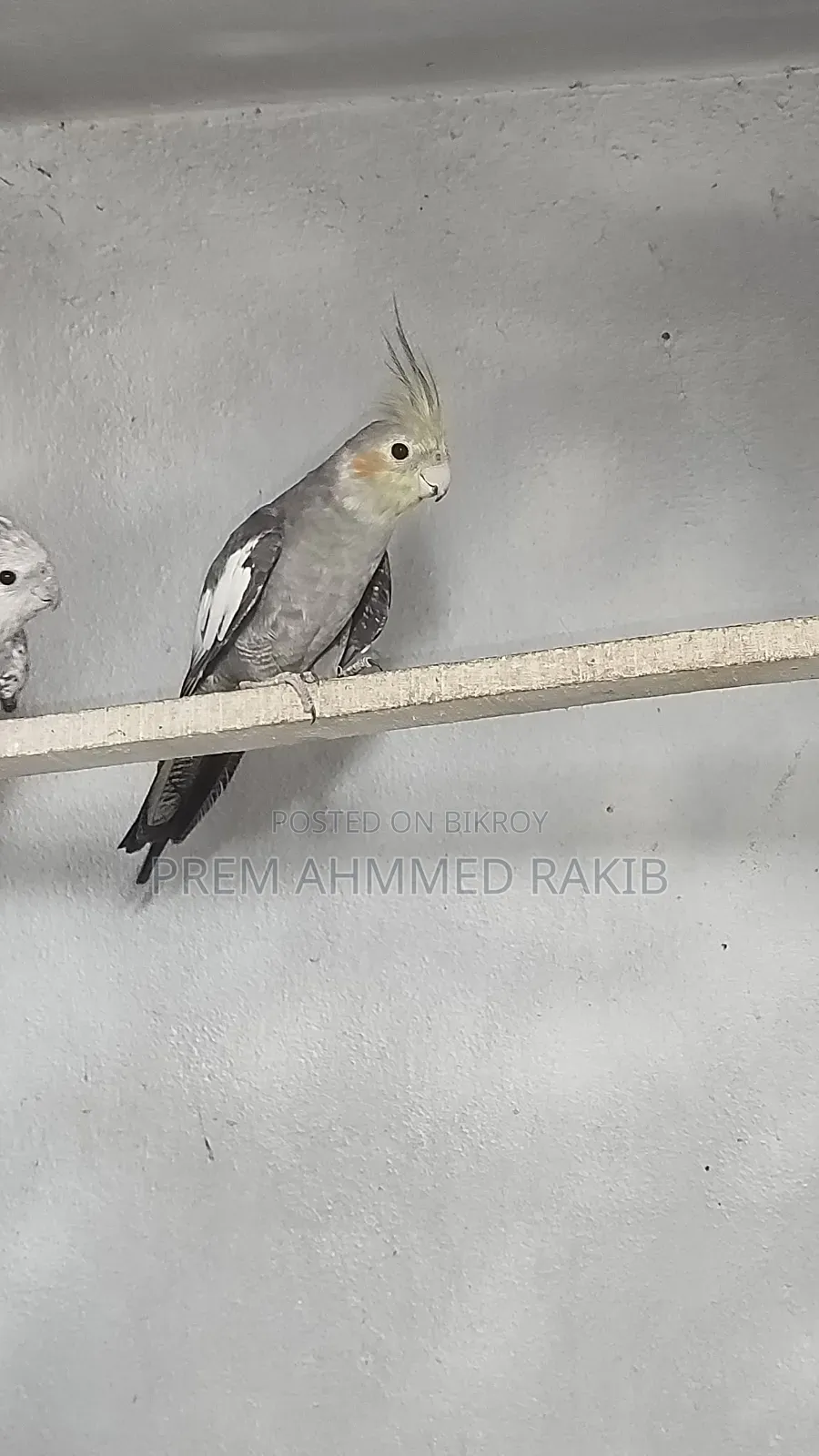 Cockatiel Bird