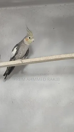 Cockatiel Bird