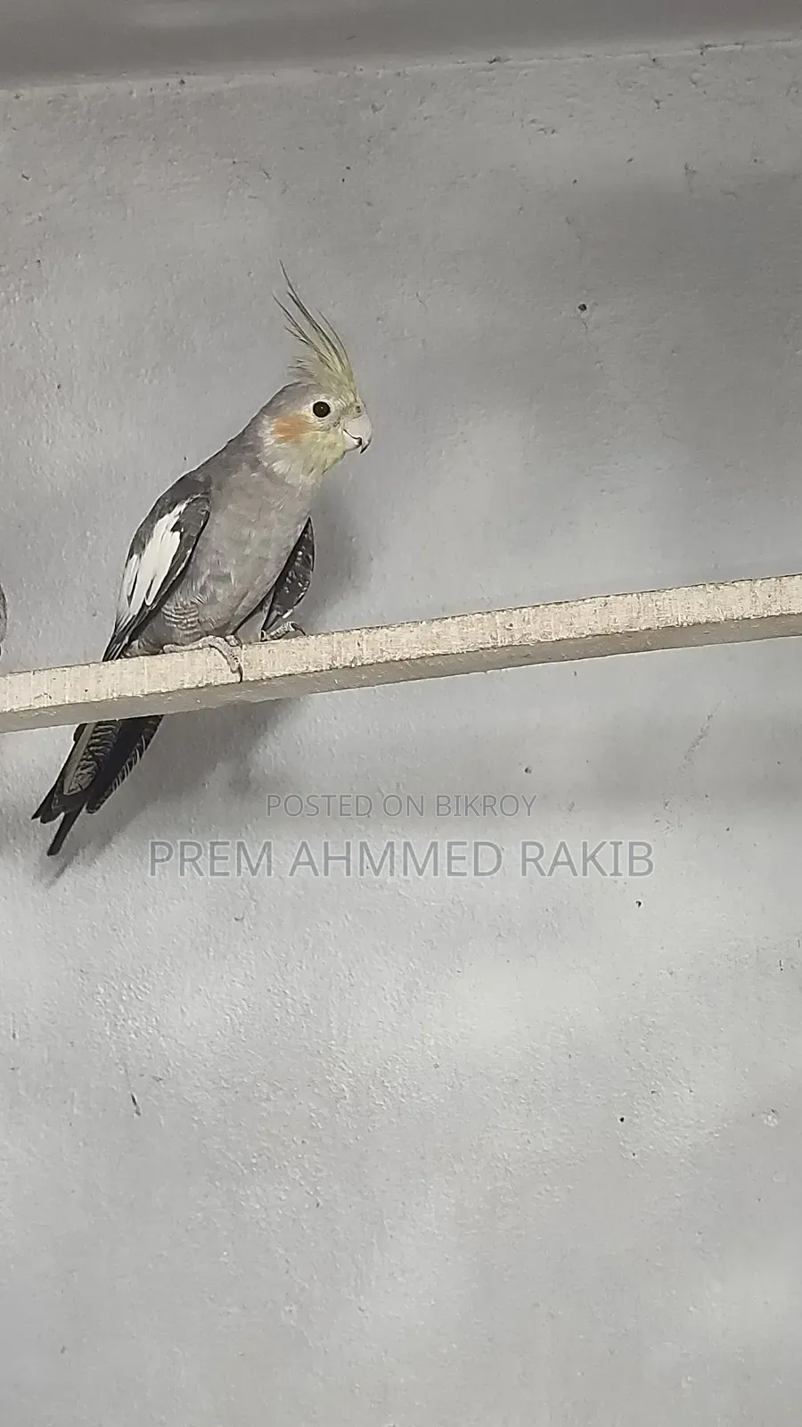 Cockatiel Bird