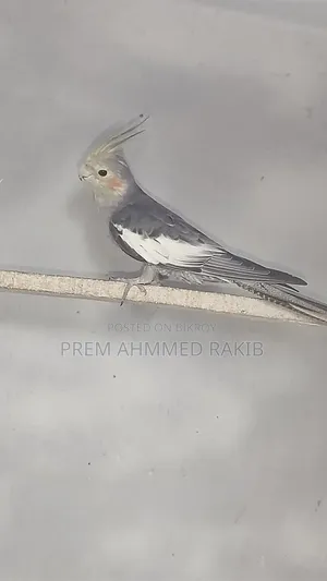 Cockatiel Bird