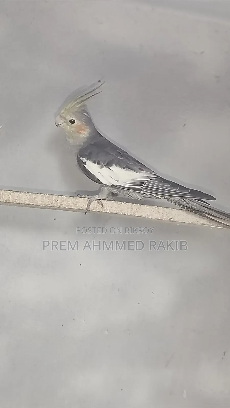 Cockatiel Bird