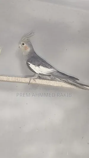 Cockatiel Bird