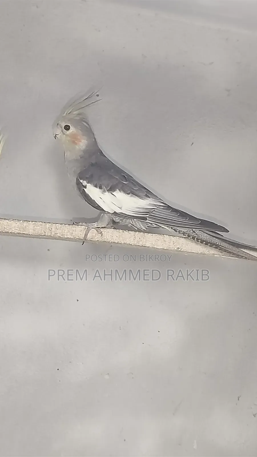 Cockatiel Bird