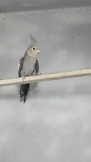 Cockatiel Bird