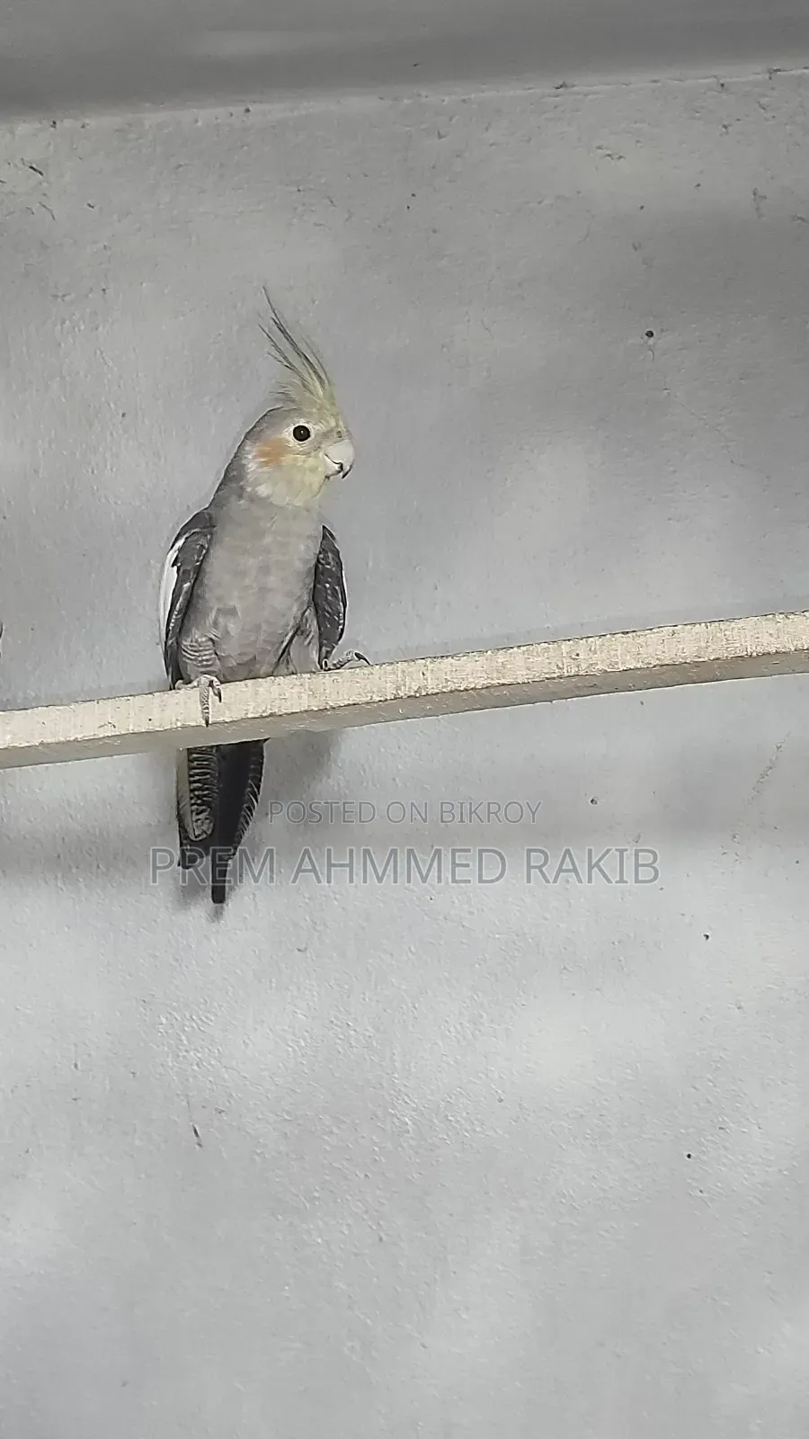 Cockatiel Bird