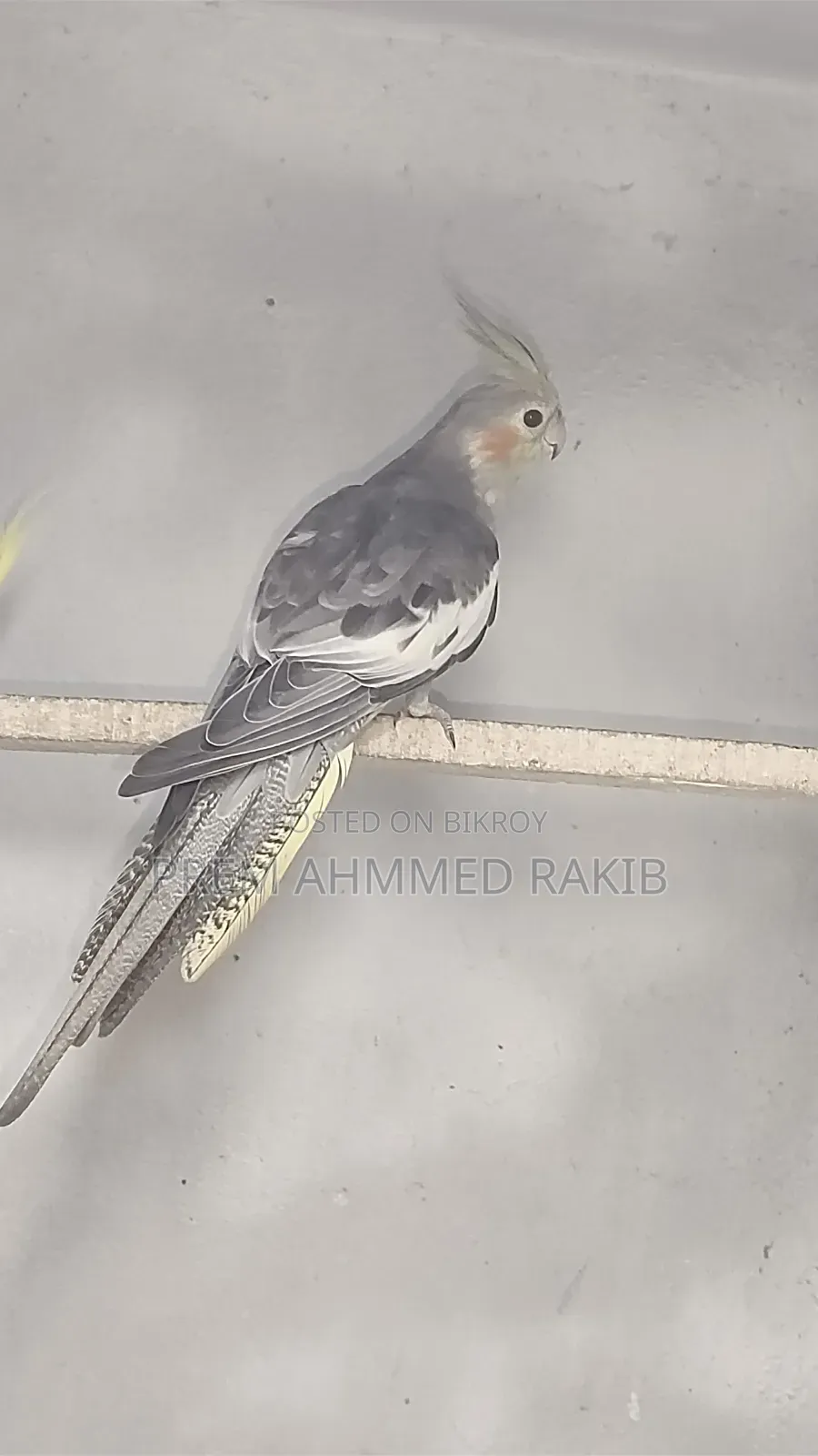 Cockatiel Bird